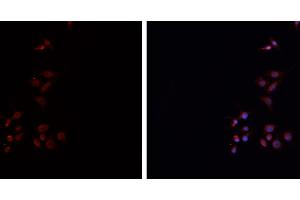 ABIN6276738 staining HEPG2 cells by IF/ICC. (HLA-DRA 抗体)