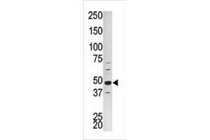Western blot analysis of PCTK1 Antibody (C-term) (ABIN391247 and ABIN2837844) in HepG2 tissue lysate. (CDK16 抗体  (N-Term))