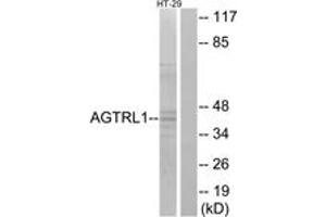 Western blot analysis of extracts from HT-29 cells, using AGTRL1 Antibody. (Apelin Receptor 抗体  (AA 141-190))