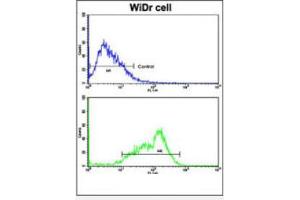 Flow cytometric analysis of WiDr cells using BCL2L11 Antibody (Center)(bottom histogram) compared to a negative control cell (top histogram). (BIM 抗体  (Middle Region))