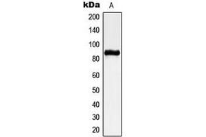 Western blot analysis of CHSY2 expression in A549 (A) whole cell lysates. (CHPF 抗体  (C-Term))
