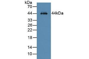 Figure. (Asialoglycoprotein Receptor 1 抗体  (AA 80-281))