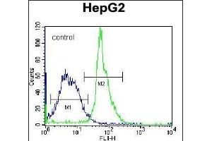 KRT3 Antibody (Center) (ABIN656583 and ABIN2845845) flow cytometric analysis of K562 cells (right histogram) compared to a negative control cell (left histogram). (KRTAP1-3 抗体  (AA 88-117))