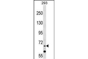 Western blot analysis in 293 cell line lysates (35ug/lane). (ZNF214 抗体  (N-Term))