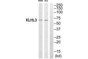 Western blot analysis of extracts from RAW264. (KLHL3 抗体  (N-Term))