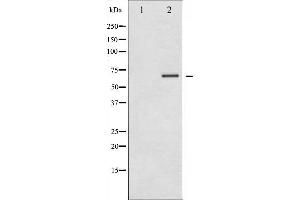 Western blot analysis of LKB1 phosphorylation expression in PMA treated NIH-3T3 whole cell lysates,The lane on the left is treated with the antigen-specific peptide. (LKB1 抗体  (pThr189))