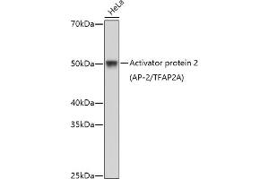 Western blot analysis of extracts of HeLa cells, using Activator protein 2 (AP-2/TFA) antibody (ABIN1678679, ABIN5663649, ABIN5663651 and ABIN6213839) at 1:1000 dilution.