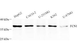 Western blot analysis of FCN1 (ABIN7073952),at dilution of 1: 1000 (FCN1 抗体)