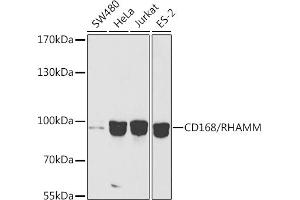 Western blot analysis of extracts of various cell lines, using CD168/RHAMM antibody (ABIN6131278, ABIN6141879, ABIN6141880 and ABIN6216074) at 1:1000 dilution. (HMMR 抗体  (AA 1-300))