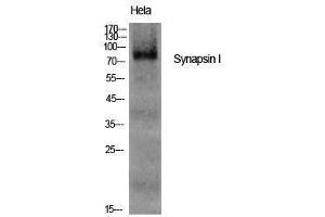 Western Blotting (WB) image for anti-Synapsin I (SYN1) (Tyr139) antibody (ABIN3187121) (SYN1 抗体  (Tyr139))