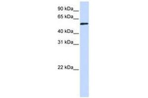 Image no. 1 for anti-Transcriptional Adaptor 3 (TADA3) (AA 216-265) antibody (ABIN6740309) (TADA3L 抗体  (AA 216-265))
