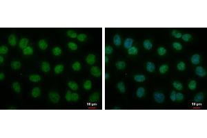 ICC/IF Image MOP3 antibody [N1N3] detects MOP3 protein at nucleus by immunofluorescent analysis. (ARNTL 抗体)