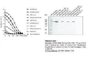 Image no. 1 for anti-Vitellogenin (VTG) antibody (ABIN123822) (Vitellogenin 抗体)