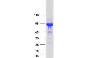 Western Blotting (WB) image for Syntaxin Binding Protein 1 (STXBP1) (Transcript Variant 2) protein (Myc-DYKDDDDK Tag) (ABIN2732912)