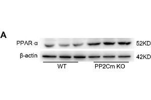 Western Blotting (WB) image for anti-Actin, beta (ACTB) antibody (ABIN3020544)