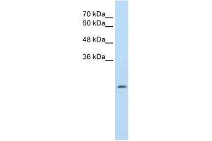 WB Suggested Anti-ALDH4A1 Antibody Titration:  2. (ALDH4A1 抗体  (N-Term))