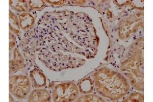 Immunohistochemistry (IHC) image for anti-Olfactory Receptor, Family 4, Subfamily C, Member 15 (OR4C15) (AA 258-268) antibody (ABIN7139992)