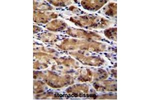 Formalin Fixed, Paraffin Embedded human stomach tissue reacted with ATG16L2 Antibody (Center) followed by peroxidase conjugation of the secondary antibody and DAB staining. (ATG16L2 抗体  (Middle Region))