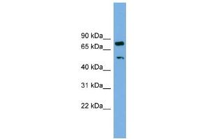 WB Suggested Anti-RBM42 Antibody Titration: 0.