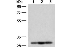 Western blot analysis of HepG2 Jurkat and 231 cell lysates using MRPS18B Polyclonal Antibody at dilution of 1:200 (MRPS18B 抗体)