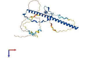 HLF Protein (AA 1-295) (His tag)