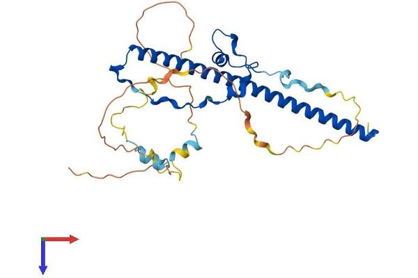 HLF Protein (AA 1-295) (His tag)