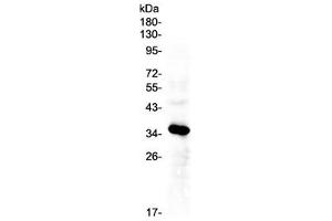 Western blot testing of human HepG2 cell lysate with IGFBP2 antibody at 0. (IGFBP2 抗体)