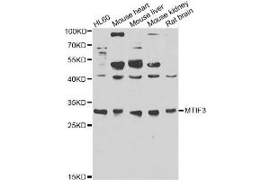 Western blot analysis of extracts of various cell lines, using MTIF3 antibody (ABIN6293683) at 1:1000 dilution. (MTIF3 抗体)