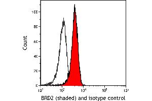 anti-Bromodomain Containing 2 (BRD2) (AA 700-750) antibody
