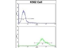 Flow cytometric analysis of K562 cells using X3 Antibody (N-term)(bottom histogram) comred to a negative control cell (top histogram)FITC-conjugated goat-anti-rabbit secondary antibodies were used for the analysis. (Paired Box 3 抗体  (N-Term))