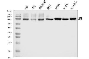 Western blot analysis of USP5 using anti-USP5 antibody (ABIN7599551). (USP5 抗体  (AA 1-800))