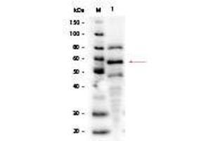 Western Blot of NIH/3T3 Whole Cell Lysate PDGF Stimulated. (NIH/3T3 Whole Cell Lysate (PDGF Stimulated))