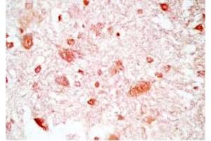 Rat brain tissue was stained by Rabbit Anti-Neuropeptide S, Prepro (23-67)  (Mouse) Antibody (NPS 抗体  (Preproprotein))