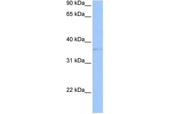 TREML2 抗体  (Middle Region)