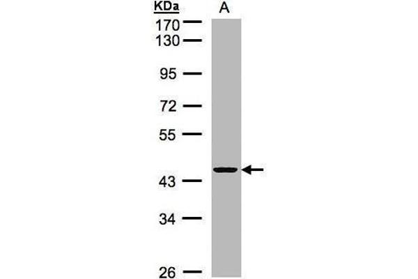 ZNF134 anticorps