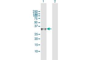 Western Blot analysis of HMGCL expression in transfected 293T cell line by HMGCL MaxPab polyclonal antibody.