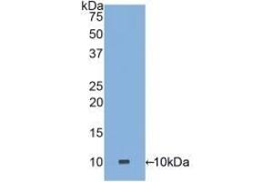 Detection of Recombinant DEFa3, Human using Polyclonal Antibody to Defensin Alpha 3, Neutrophil Specific (DEFa3) (DEFa3 抗体  (AA 21-94))