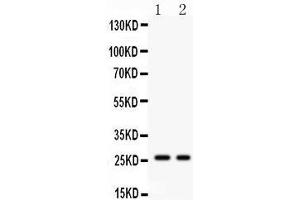 Anti- Picoband antibody, PB, Western blotting All lanes: Anti Kallikrein 4  at 0. (Kallikrein 4 抗体  (AA 31-254))
