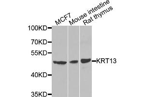 Western blot analysis of extracts of various cell lines, using KRT13 antibody. (Cytokeratin 13 抗体)