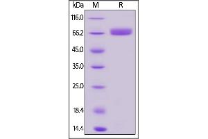 Biotinylated Human CD200, Fc,Avitag on  under reducing (R) condition. (CD200 Protein (CD200) (AA 31-232) (Fc Tag,AVI tag,Biotin))