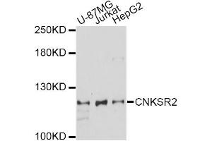 Western blot analysis of extracts of various cell lines, using CNKSR2 antibody (ABIN6294043) at 1:1000 dilution. (CNKSR2 抗体)