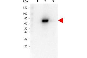 Image no. 1 for anti-V-Akt Murine Thymoma Viral Oncogene Homolog 2 (AKT2) antibody (ABIN1099905) (AKT2 抗体)