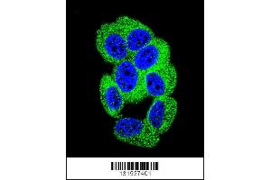Confocal immunofluorescent analysis of PCDH20 Antibody with MCF-7 cell followed by Alexa Fluor 488-conjugated goat anti-rabbit lgG (green). (PCDH20 抗体  (AA 445-472))