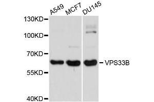 Western blot analysis of extracts of various cell lines, using VPS33B antibody (ABIN5996164) at 1/1000 dilution. (VPS33B 抗体)