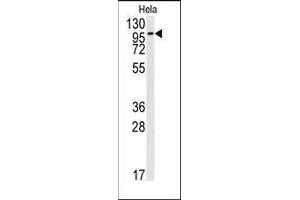 Western blot analysis of anti-FGFR2 Antibody (N-term) in Hela cell line lysates (35ug/lane). (FGFR2 抗体  (N-Term))