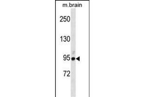 BRSK1 Antibody (Center) (ABIN1881121 and ABIN2838767) western blot analysis in mouse brain tissue lysates (35 μg/lane). (BRSK1 抗体  (AA 355-384))