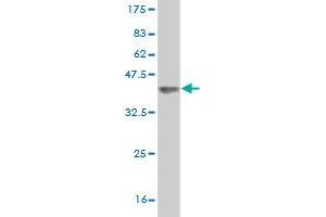 Western Blot detection against Immunogen (35. (DMWD 抗体  (AA 245-334))