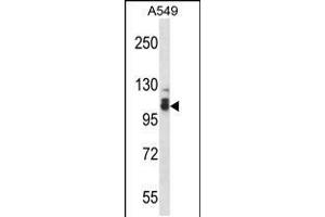 Western blot analysis in A549 cell line lysates (35ug/lane). (SMEK2 抗体  (C-Term))