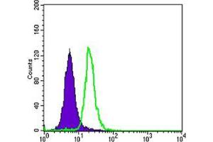 Flow cytometric analysis of SK-BR-3 cells using SCGB2A2 mouse mAb (green) and negative control (purple). (Mammaglobin A 抗体)
