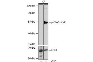 Western blot analysis of extracts of C6 cells, using Phospho-Chk1-S345 pAb (ABIN6135200, ABIN6136042, ABIN6136043 and ABIN6225600) at 1:1000 dilution or Chk1 antibody (ABIN6134818, ABIN6138518, ABIN6138519 and ABIN6223572). (CHEK1 抗体  (pSer345))